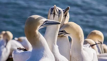 有人扮成吃豆人在 AGDQ 直播期间玩《吃豆人》