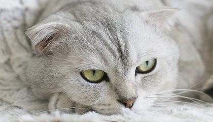 有人扮成吃豆人在 AGDQ 直播期间玩《吃豆人》