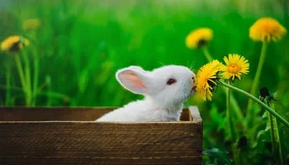 AI 虚拟主播 Neuro